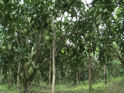 Nông dân huyện Phụng Hiệp, tỉnh Hậu Giang liên kết đưa thương hiệu cam xoàn ra thị trường - ảnh 3